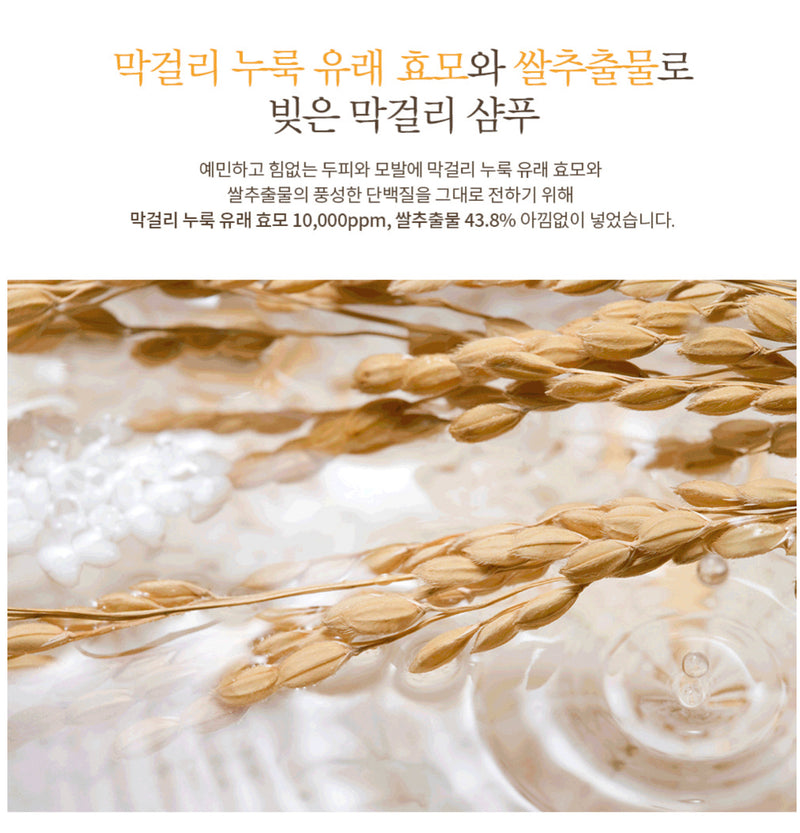 DẦU GỘI ĐẦU RƯỢU ~ GẠO ( 막걸리) LÊN MEN DAYCELL