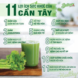 Honey Celery  MOTREE
