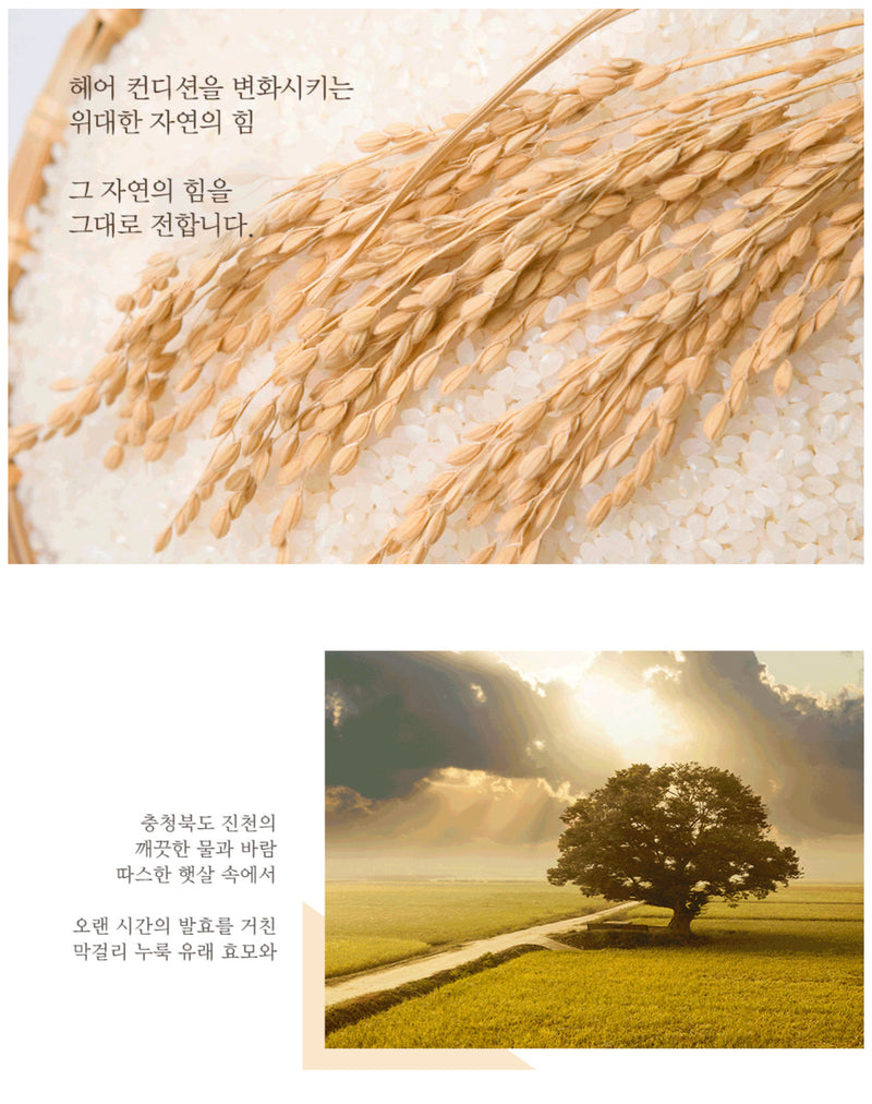 All in One Care - Brewed Makgeolli Shampoo