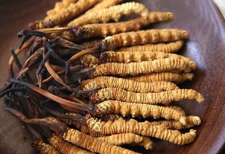 Dong Chu Ha Cho Gold Cordyceps Militaris